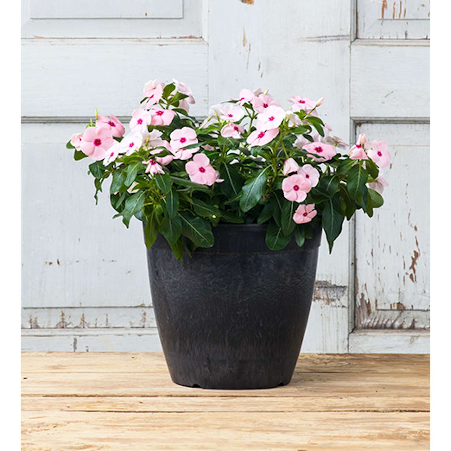  Novelty ArtStone 9.8 In. H X 10.5 In. W X 10.5 In. D X 10.5 In. D Resin Dolce Planter Black