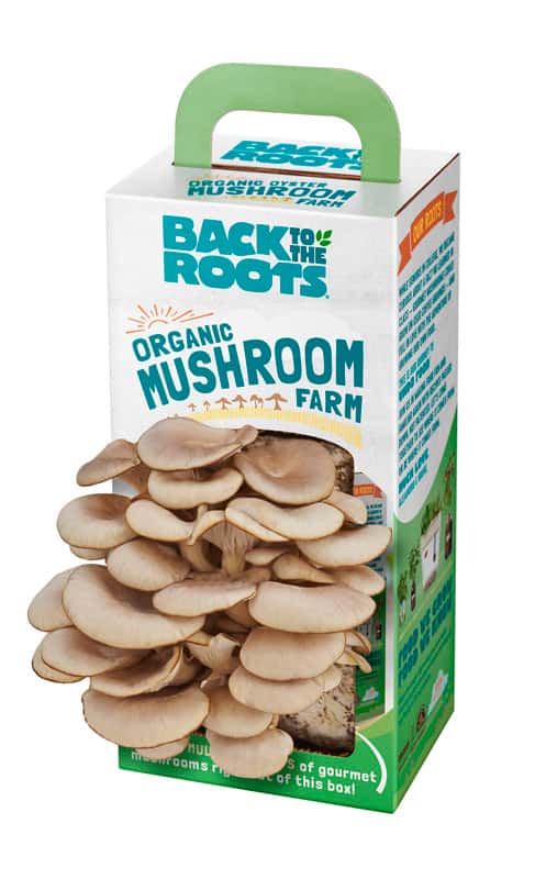  Back To The Roots Mushroom Grow Kit 1 Pk