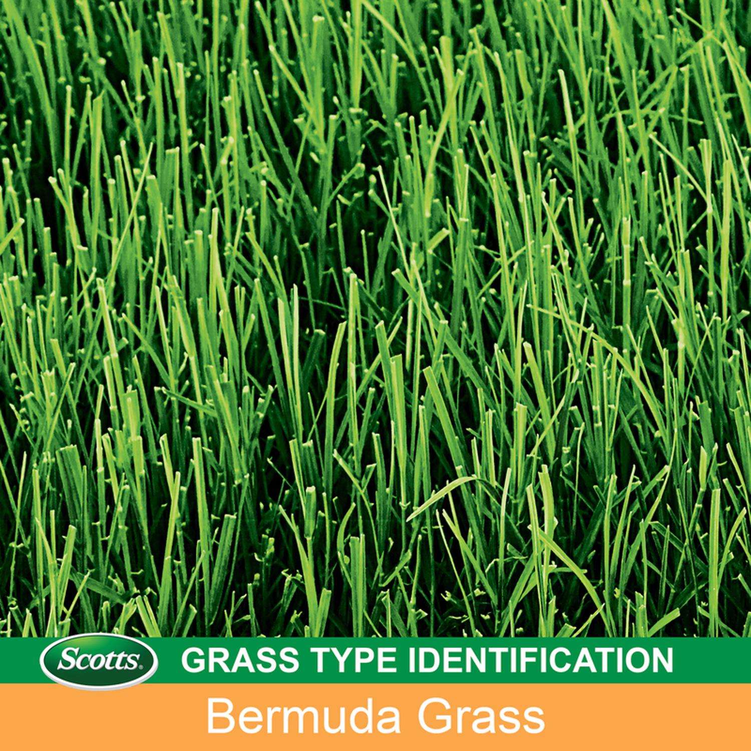  Scotts EZ Seed Bermuda Grass Sun Or Shade Grass Spot Repair Seed 10 Lb