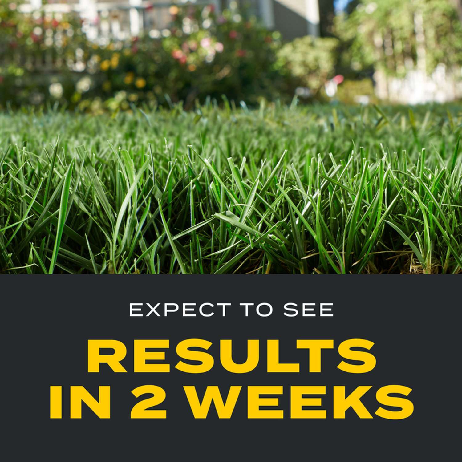  Scotts Turf Builder Triple Action Weed & Feed Lawn Fertilizer For All Grasses 10000 Sq Ft