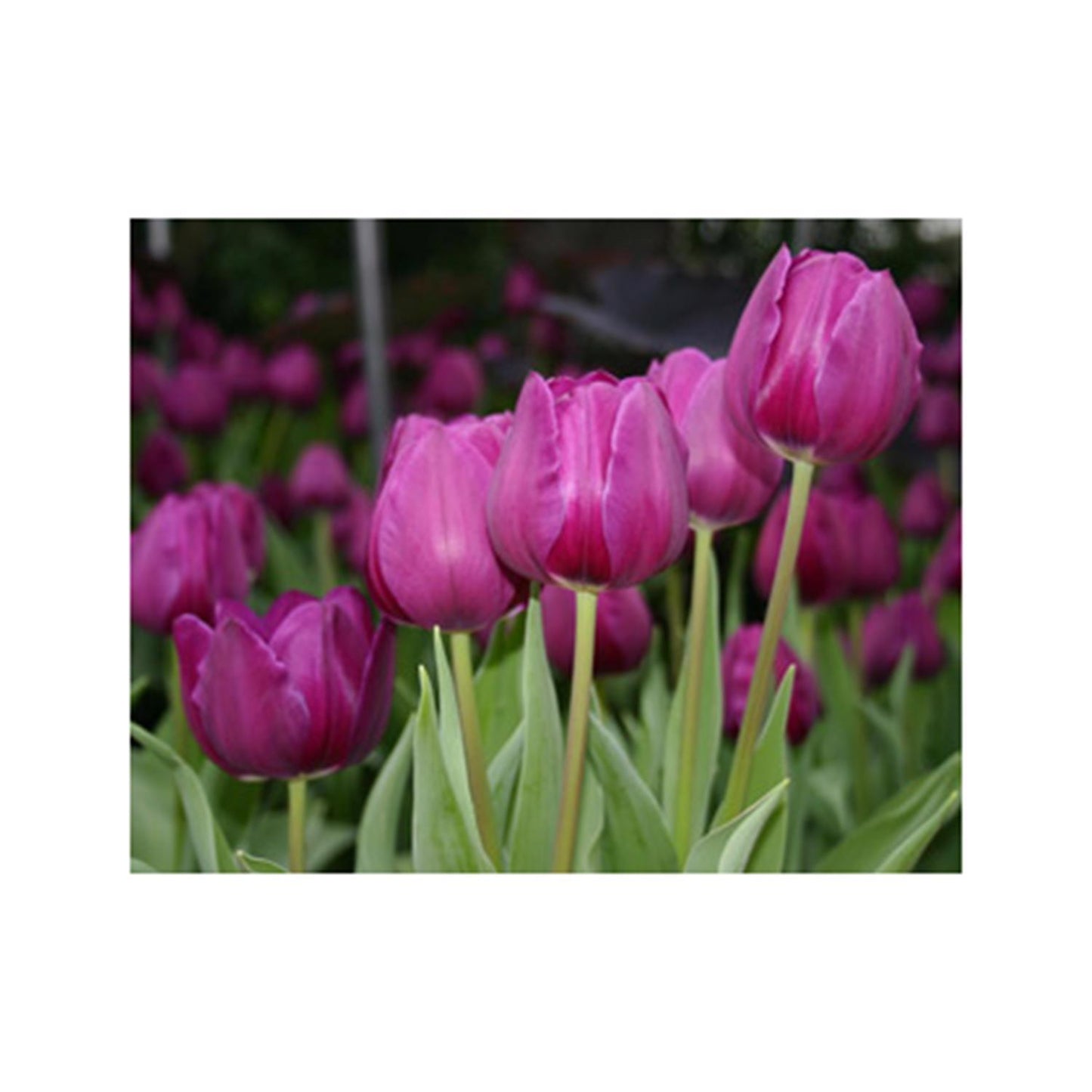  DeGroot Tulip Purple Flag Bulb 7 Pk