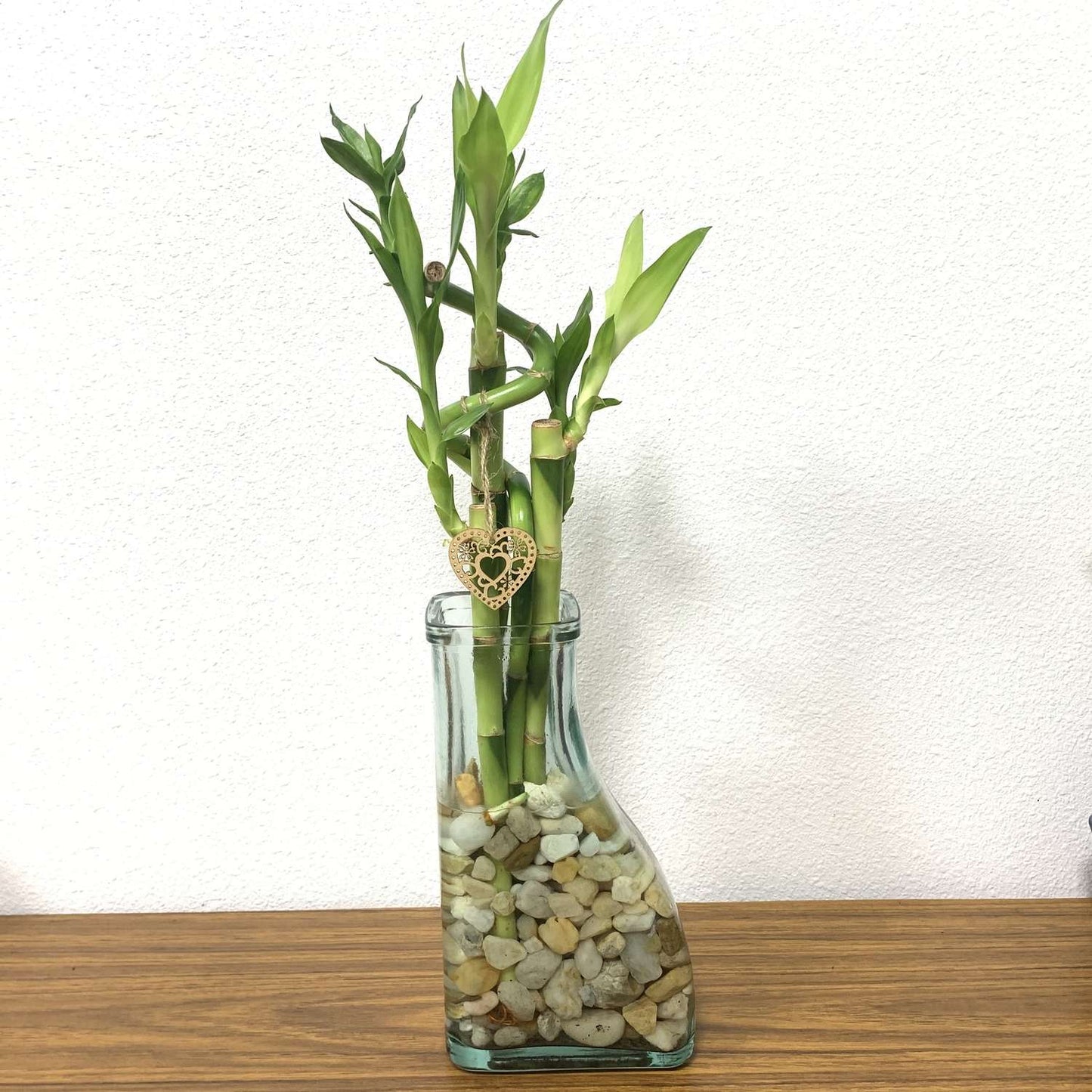  Eve's Garden Lucky Bamboo Plant 1 Pk