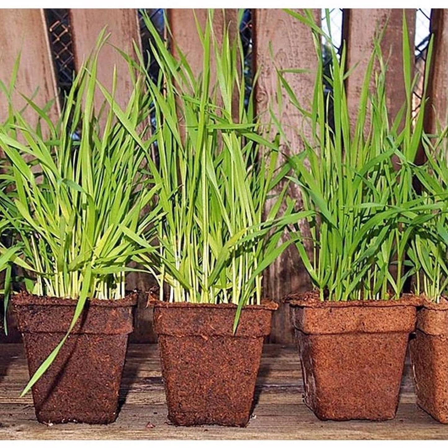  CowPots 1 Cells 2.88 In. H X 3 In. W X 1.88 In. L Seed Starting Pot 12 Pk