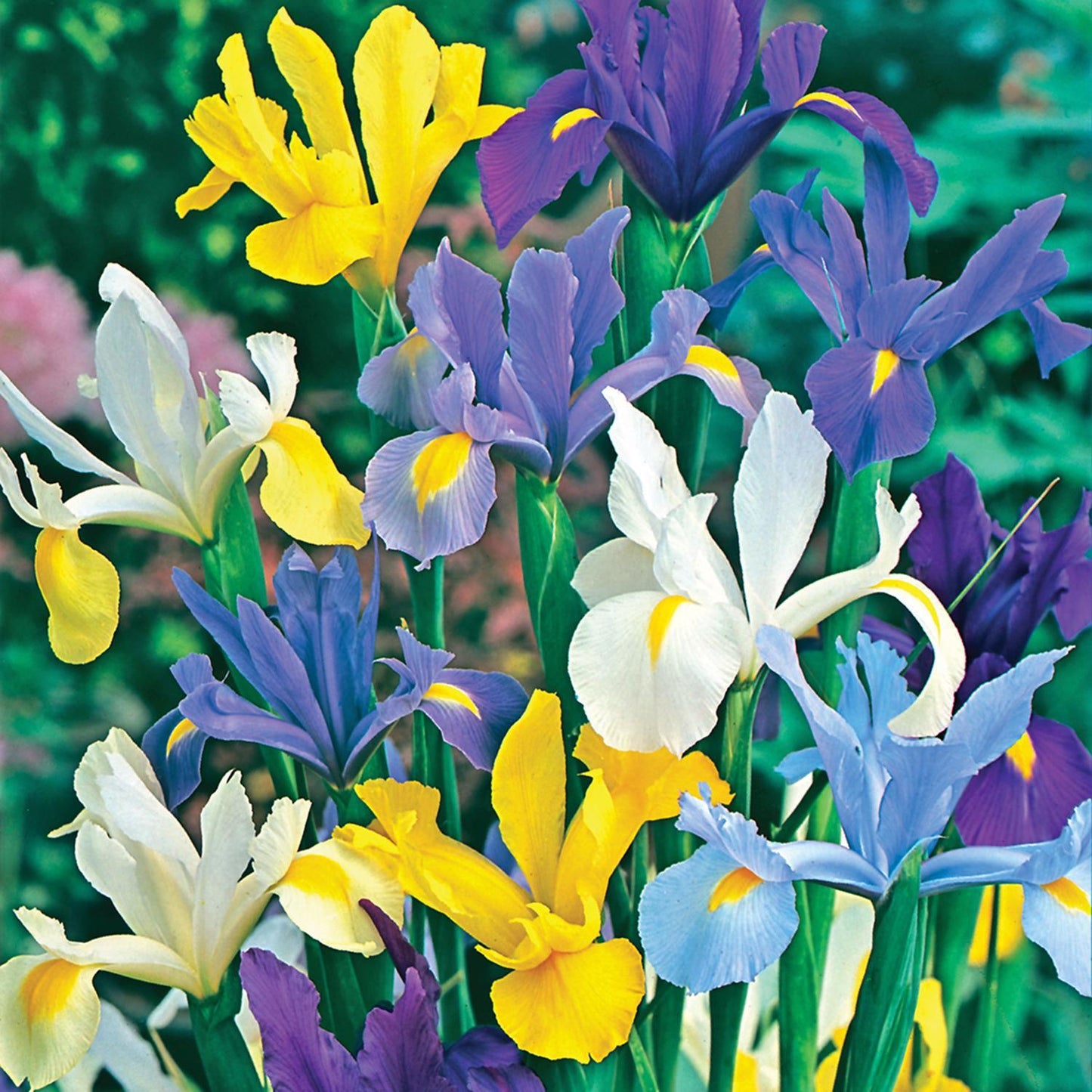  DeGroot Dutch Iris Mix Bulb 12 Pk