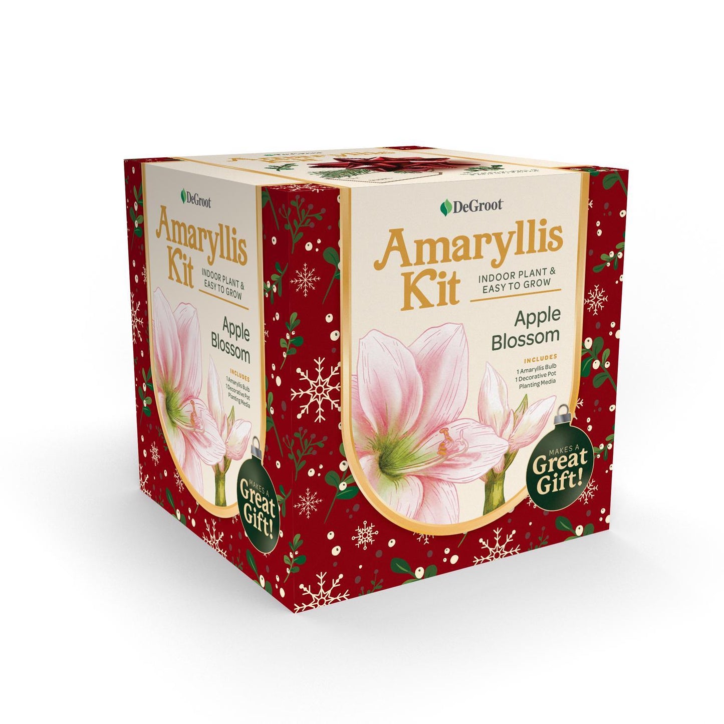  DeGroot Amaryllis Gift Box Bulb Kit 1 Pk (ASSORTED COLORS)
