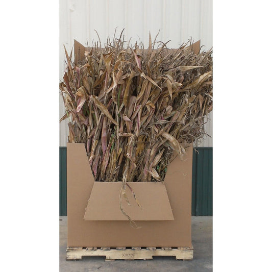  Frey Farms Sarah's Home Grown Corn Stalks