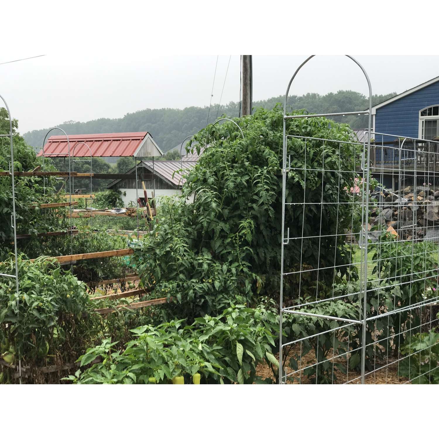  Trellis King 30 In. H Gray Steel Trellis