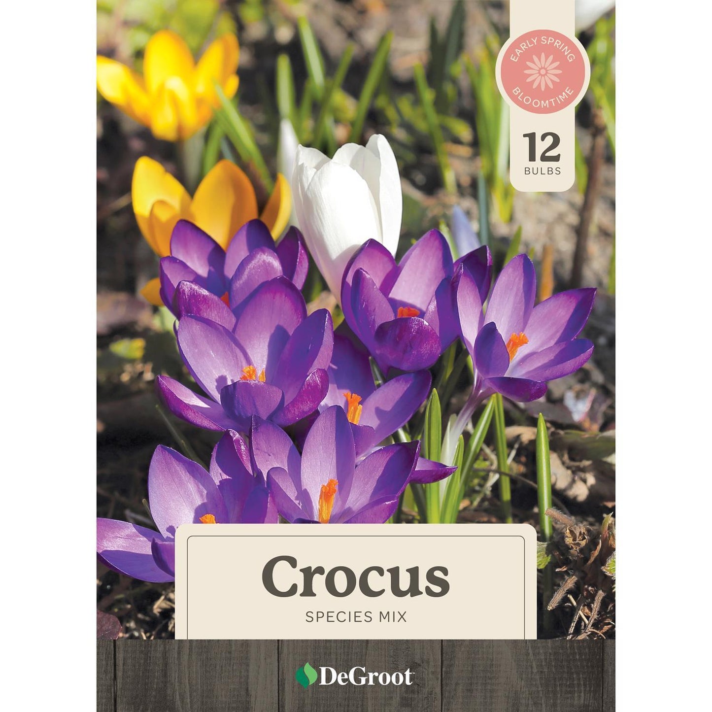  DeGroot Mixed Bulb 12 Pk