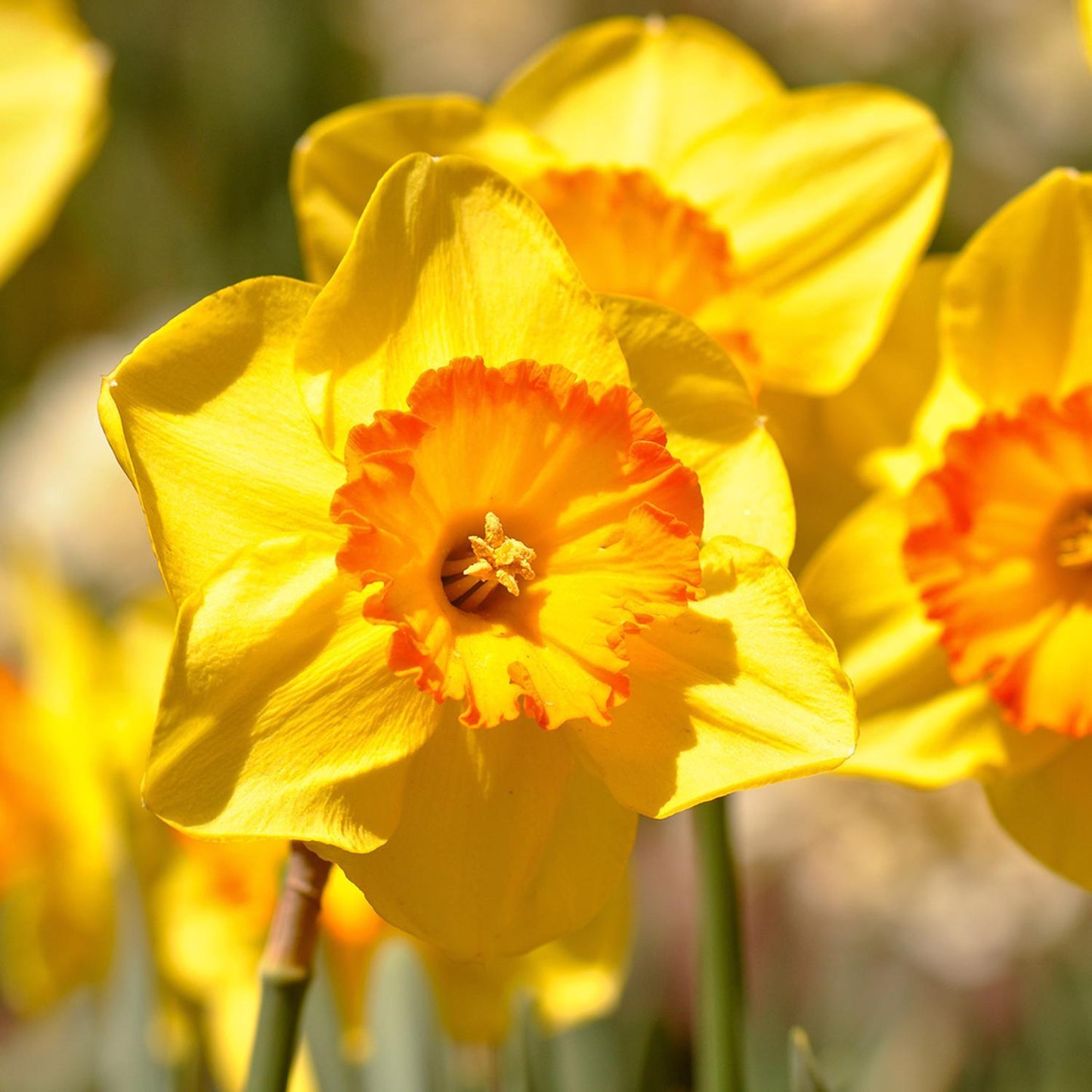  DeGroot Daffodil Hollywood Bulb 7 Pk