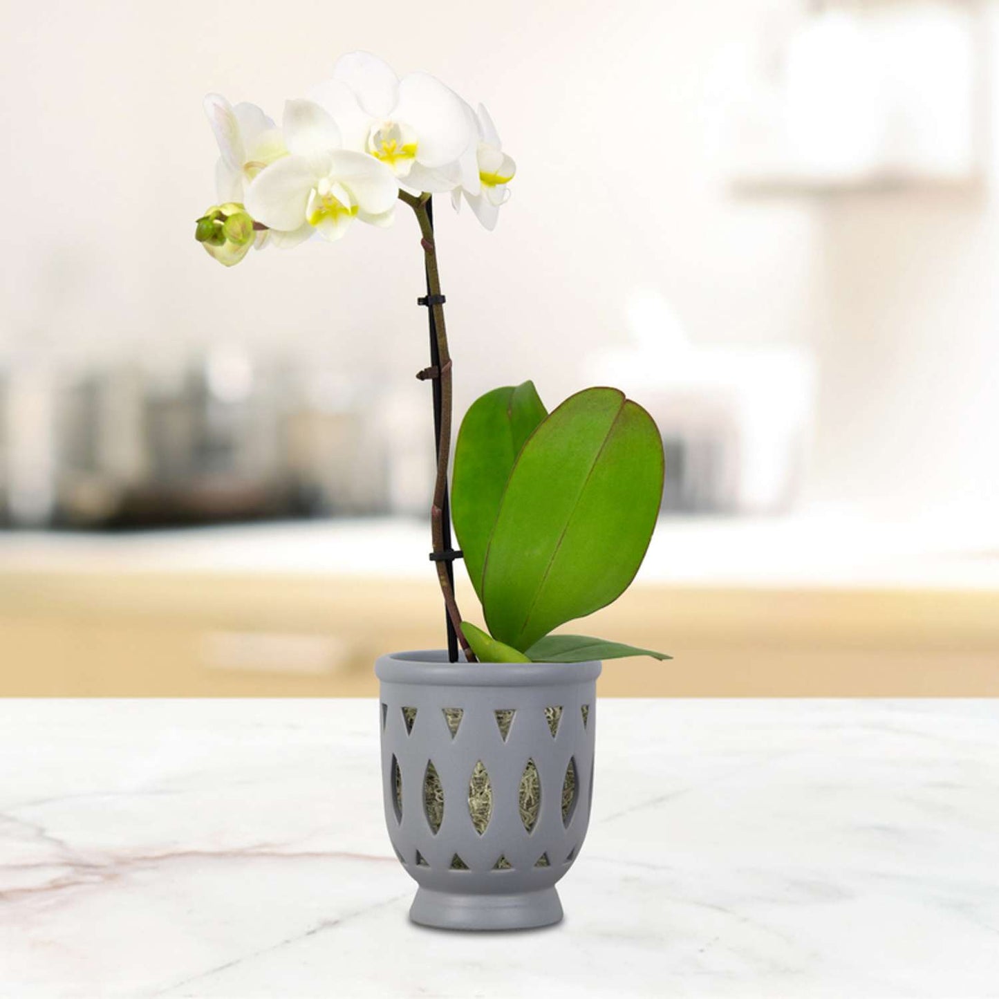  Trendspot Orchid 6.1 In. H X 5.5 In. W X 5.5 In. D X 6 In. D Ceramic Planter Gray