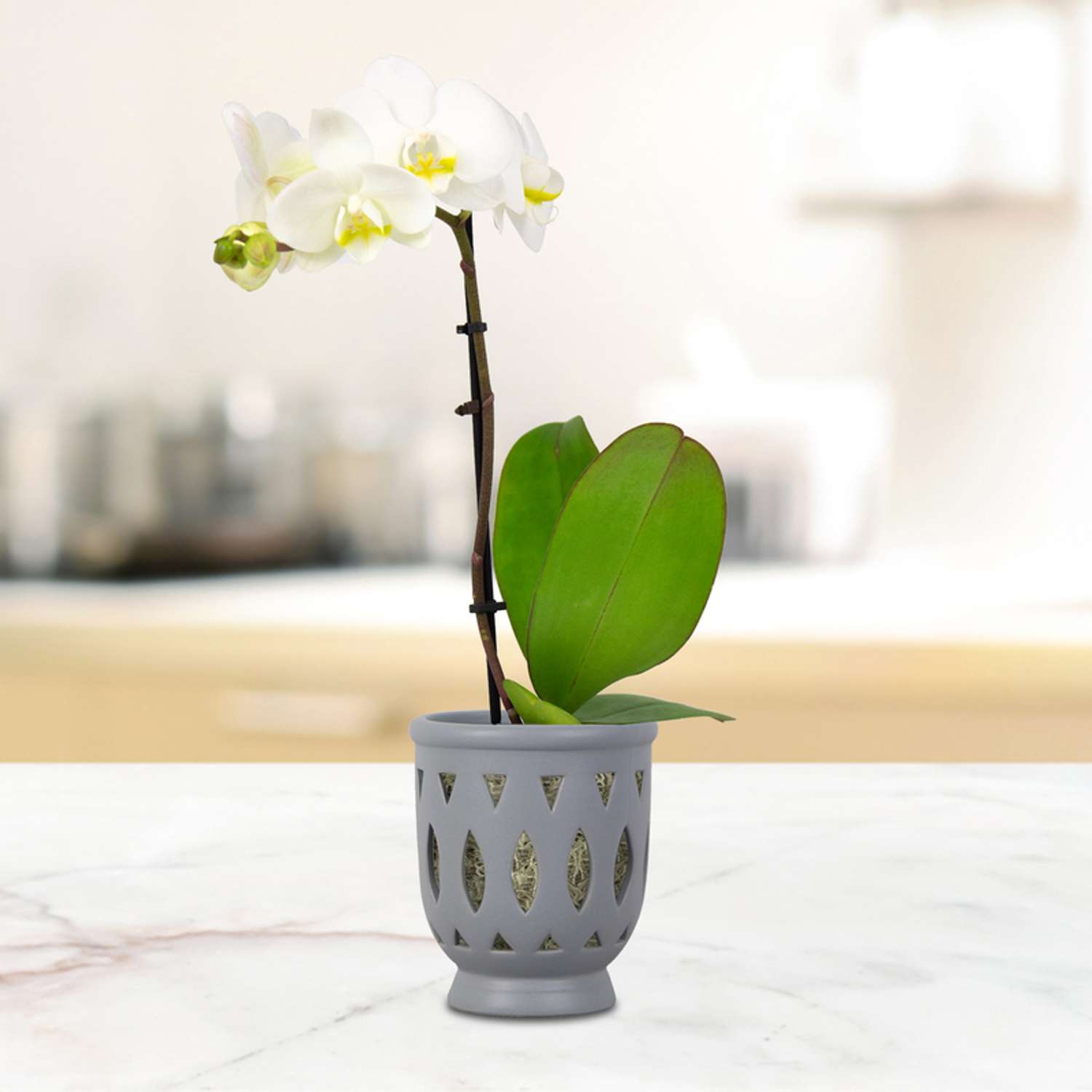  Trendspot Orchid 6.1 In. H X 5.5 In. W X 5.5 In. D X 6 In. D Ceramic Planter Gray
