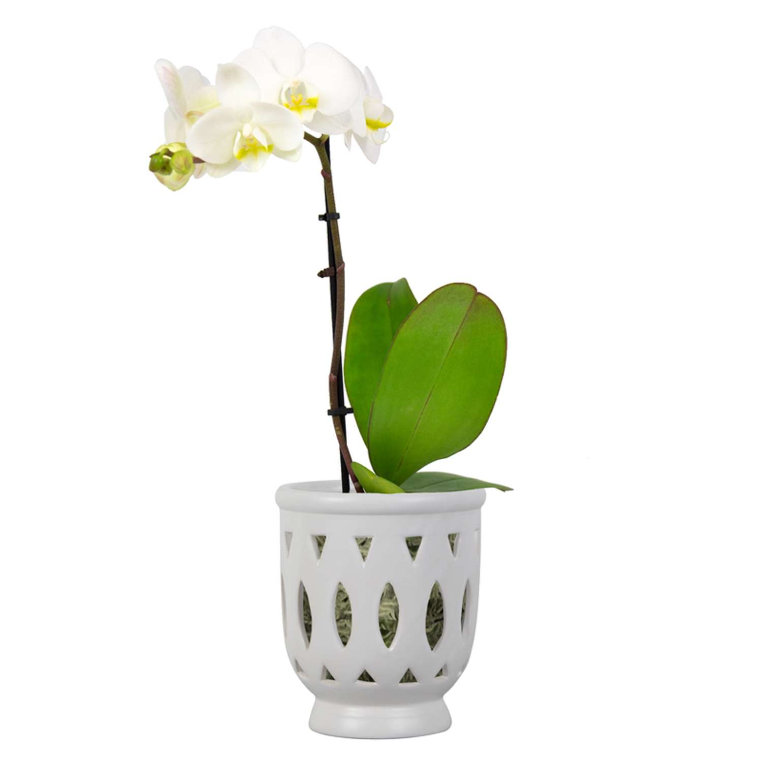  Trendspot Orchid 6.1 In. H X 5.5 In. W X 5.5 In. D X 6 In. D Ceramic Planter White