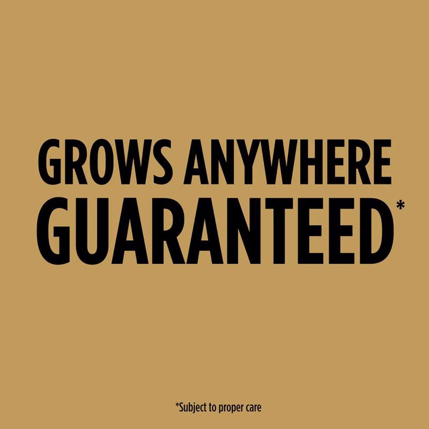  Scotts EZ Seed Tall Fescue Grass Sun Or Shade Pet/Dog Spot Grass Repair Seed 2 Lb