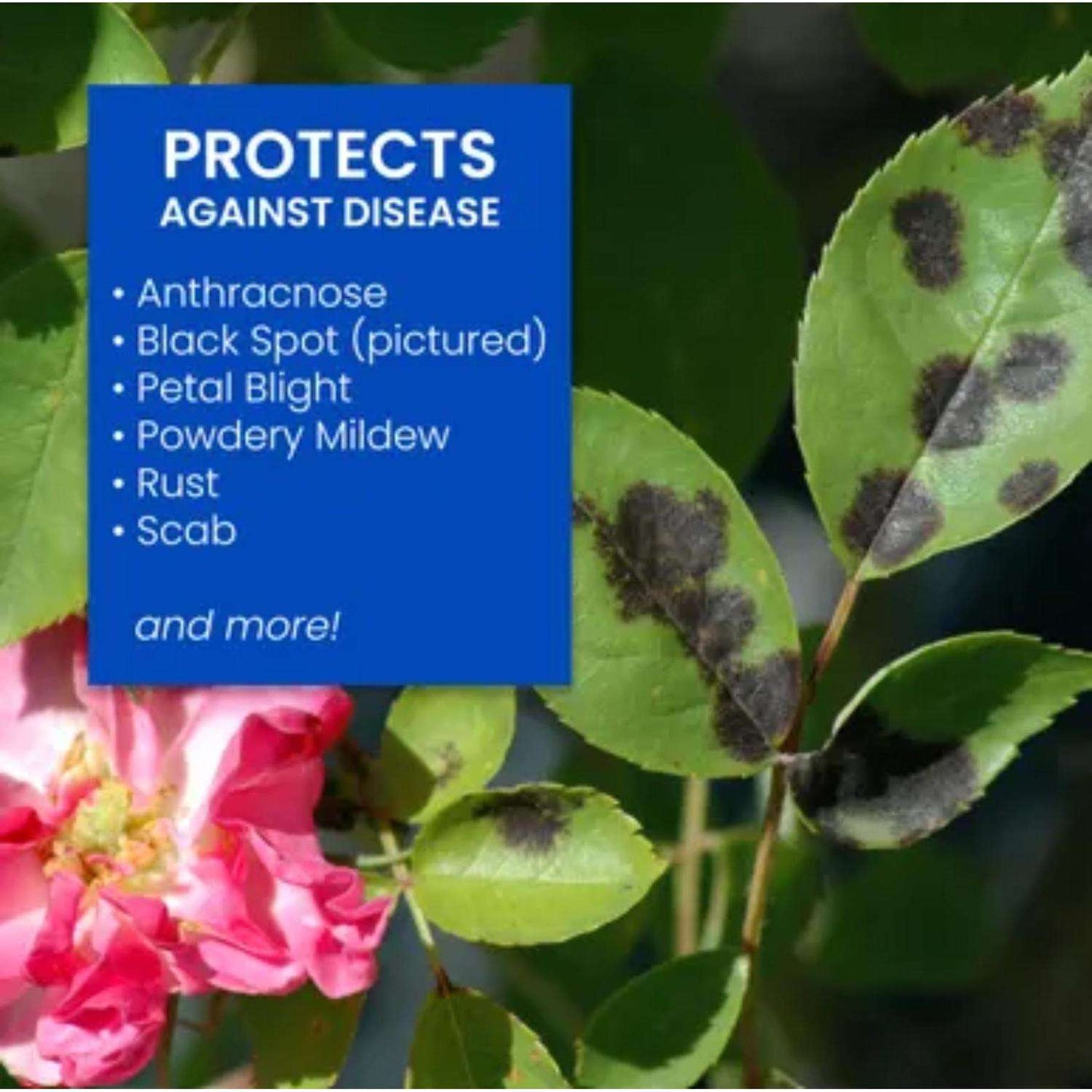  BioAdvanced Insect, Disease & Mite Control Liquid Concentrate 32 Oz