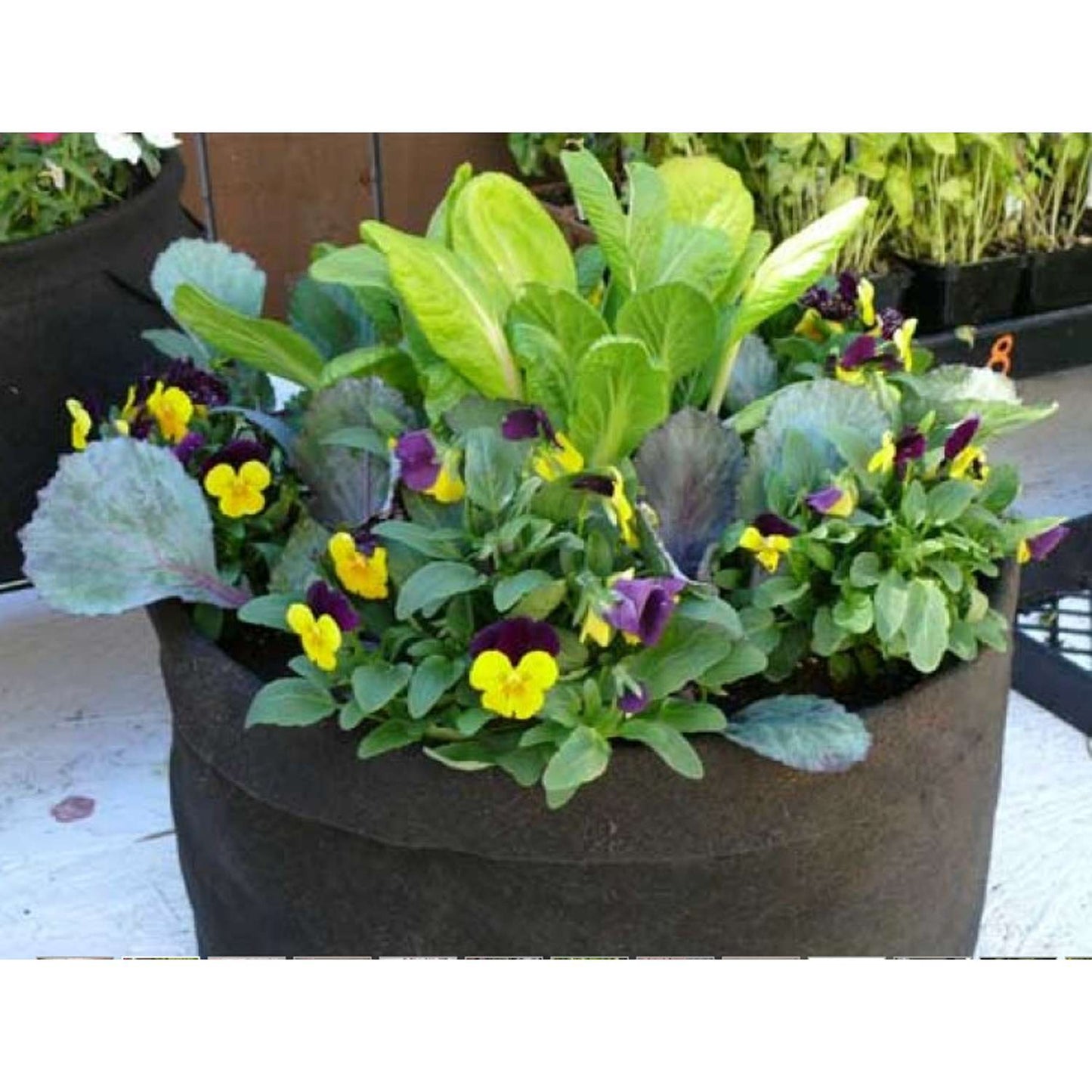  Smart Pot 15.5 In. H X 20 In. W X 20 In. D X 20 In. D Geo-Thermal Fabric Grow Bag Planter Black