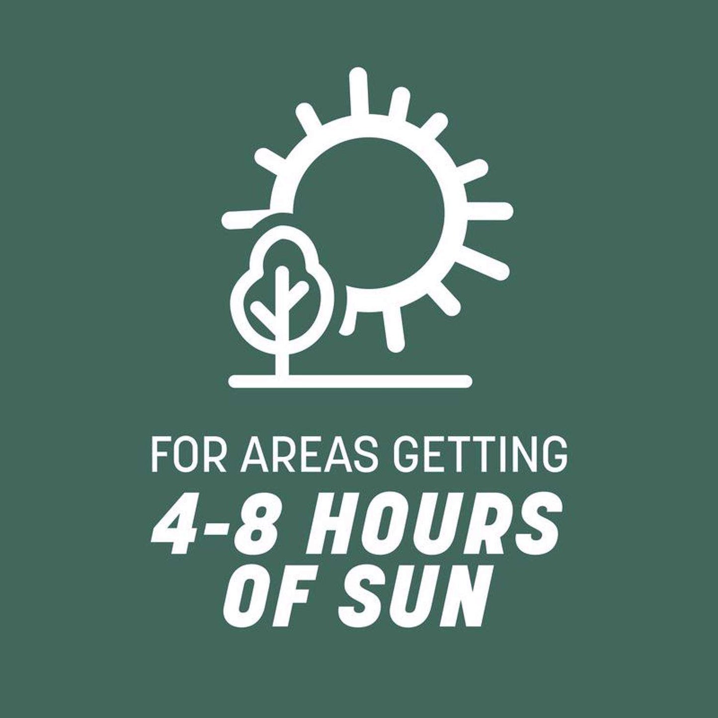  Pennington Kentucky 31 Tall Fescue Grass Sun Or Shade Grass Seed 20 Lb