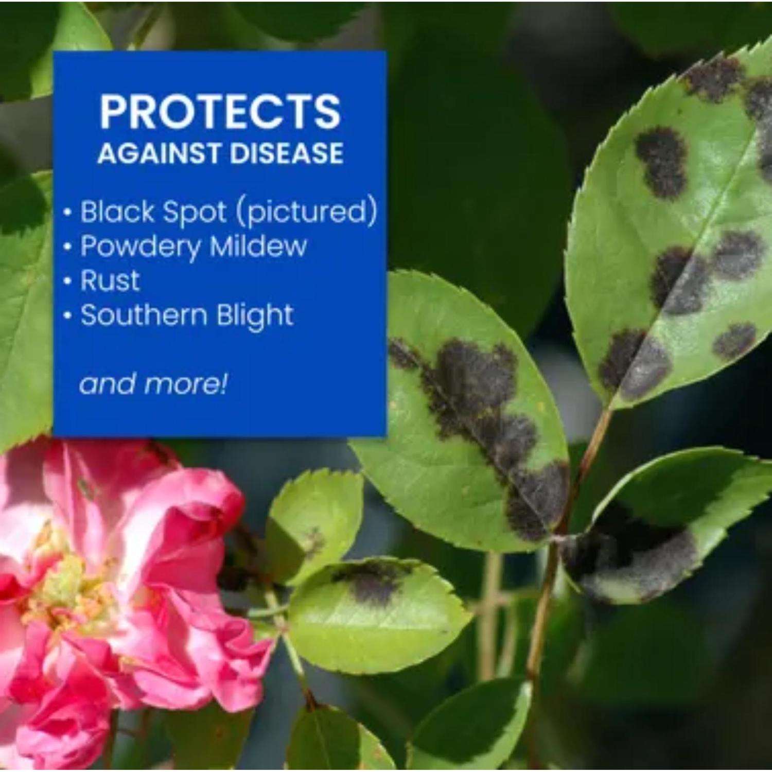  BioAdvanced All-in-One Roses And Flowers 9-14-9 Rose & Flower Fertilizer/Insecticide/Disease Control