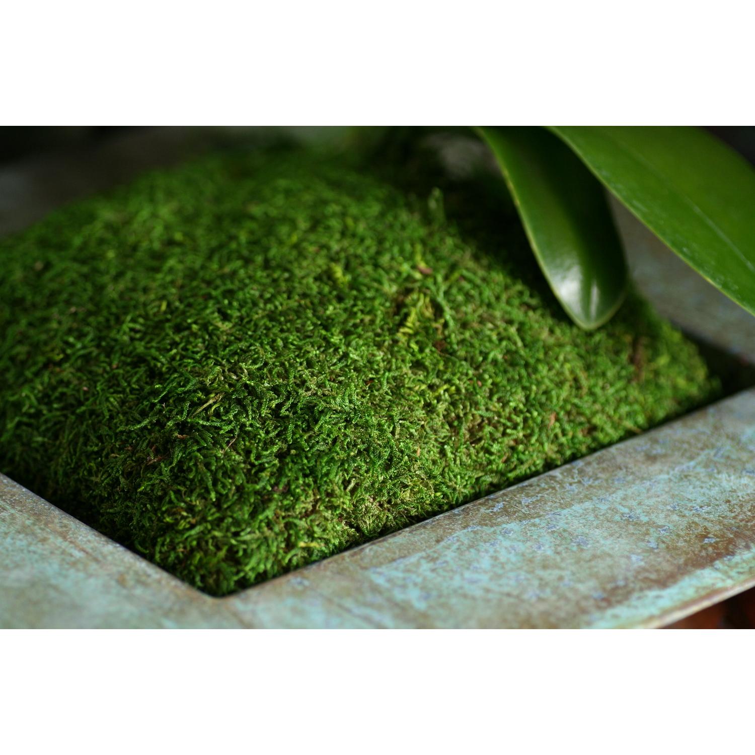  SuperMoss Green Sheet Moss 80.75 Cu In
