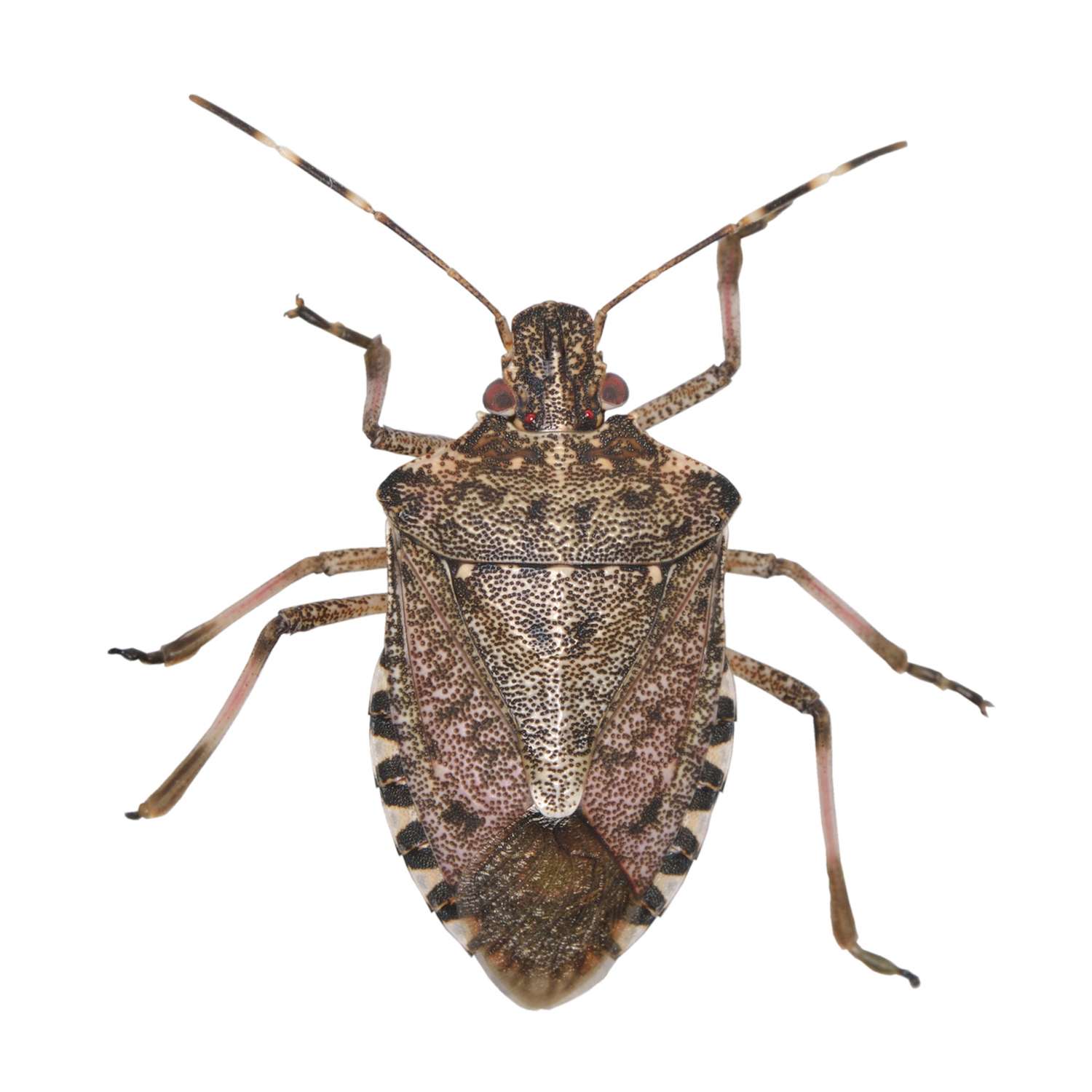  BUGG BUGGSLAYER Stink Bug Killer Liquid Concentrate 16 Oz