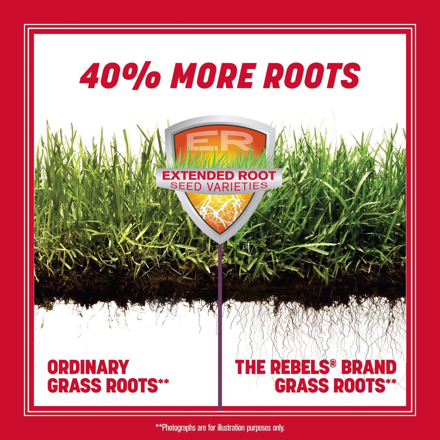  Pennington The Rebels Tall Fescue Grass Sun Or Shade Grass Seed 40 Lb
