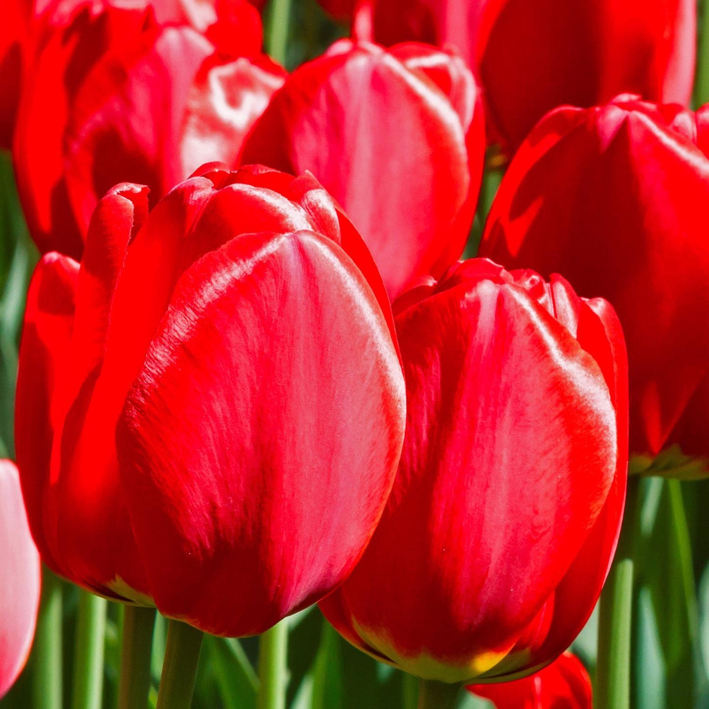  DeGroot Tulip Appledorn Bulb 7 Pk