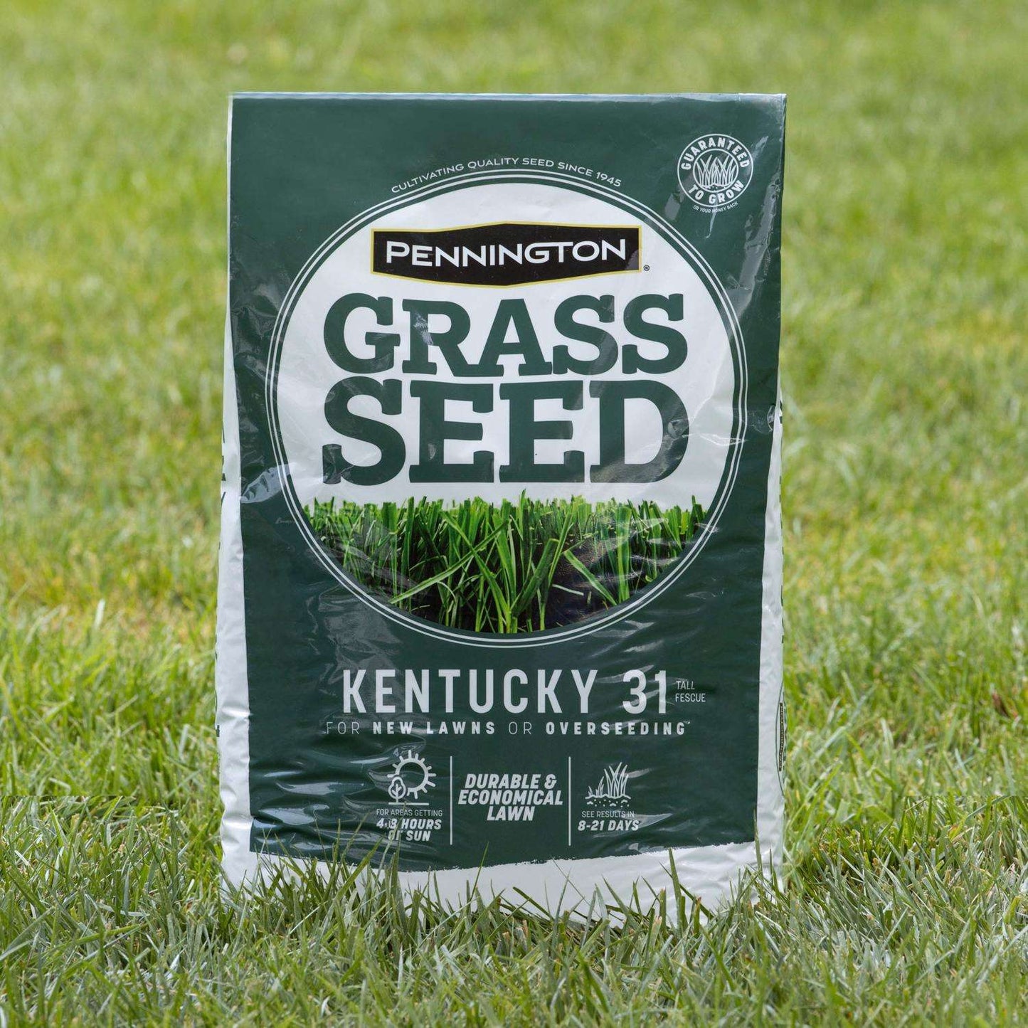  Pennington Kentucky 31 Tall Fescue Grass Sun Or Shade Grass Seed 40 Lb