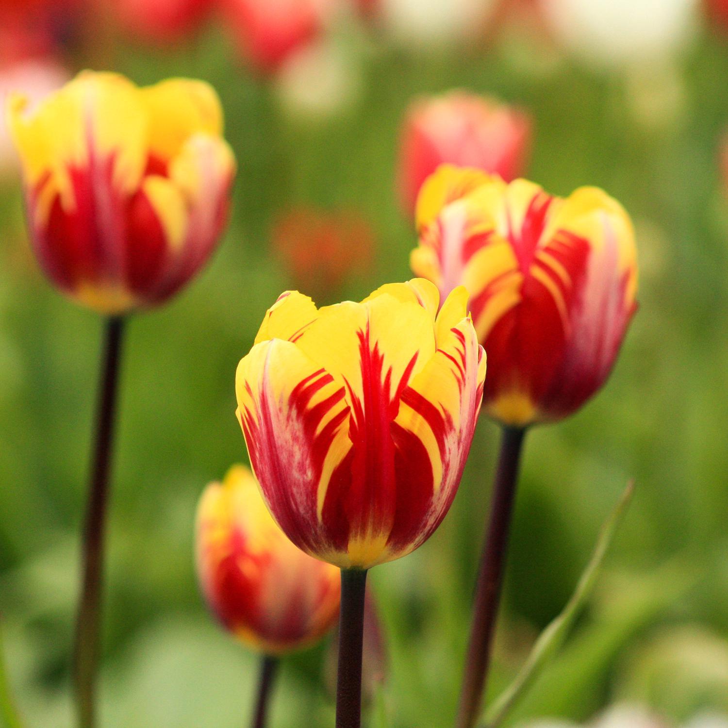  DeGroot Tulip Mickey Mouse Bulb 7 Pk