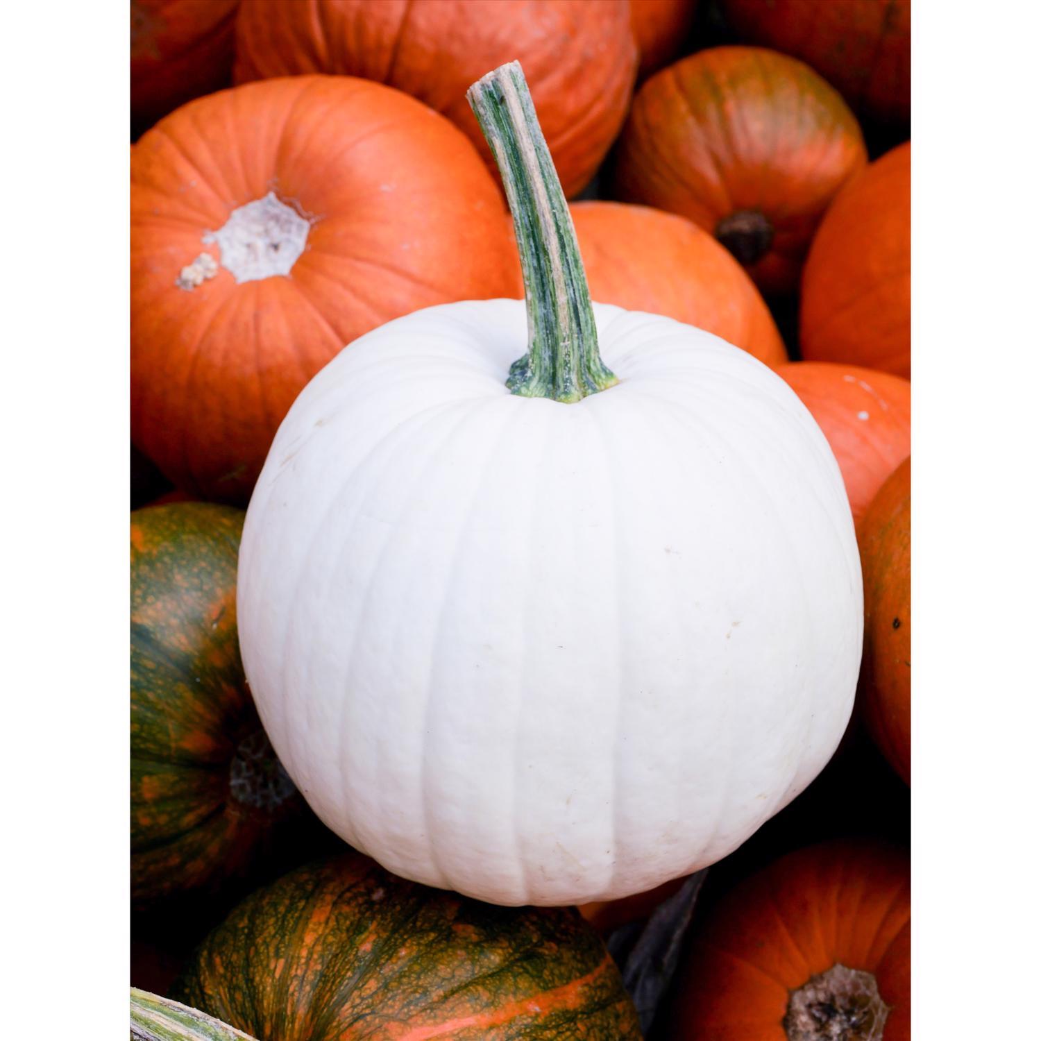  Frey Farms Sarah's Home Grown White Pumpkin