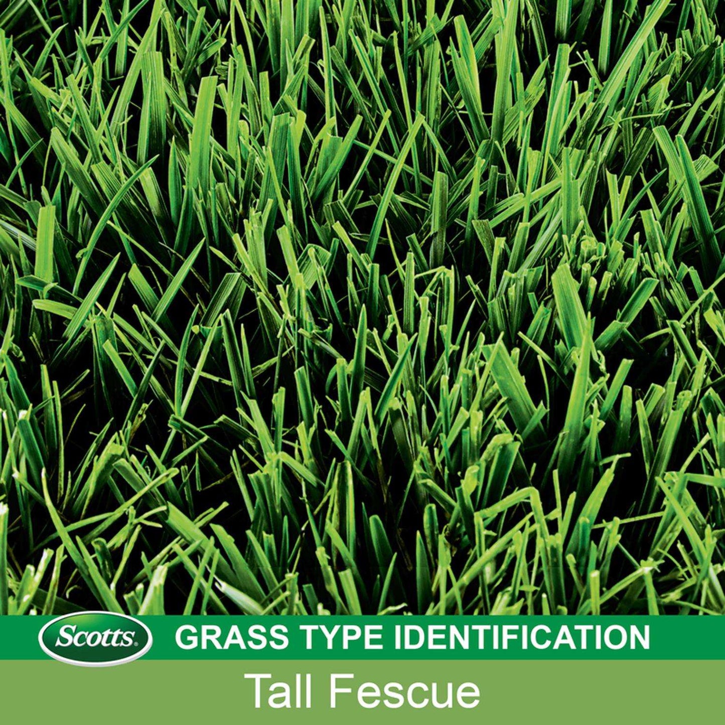  Scotts Turf Builder Tall Fescue Grass Sun Or Shade Grass Seed 7 Lb