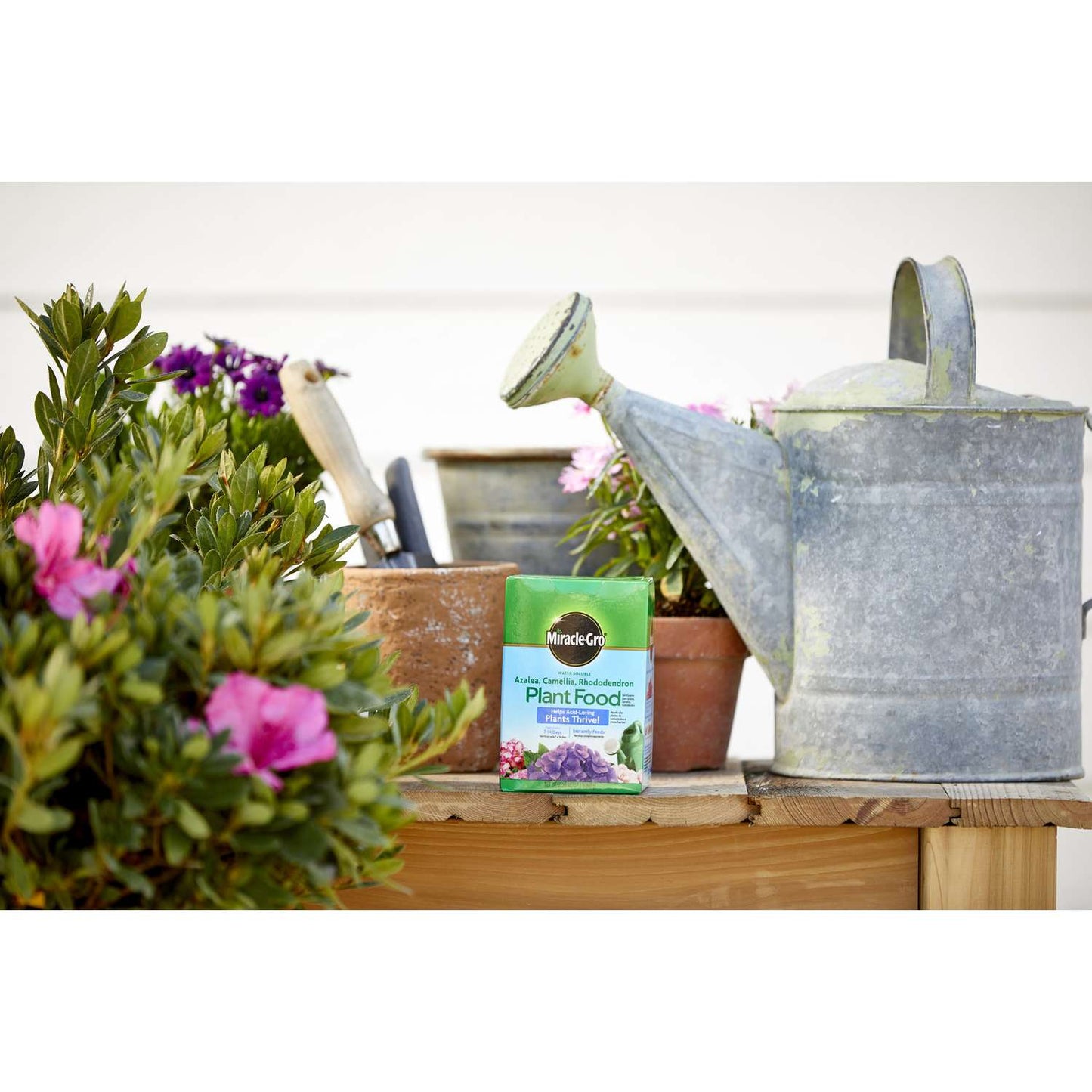  Miracle-Gro Powder Azalea, Camellia, Rhododendron Plant Food 1.5 Lb